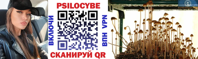 Галлюциногенные грибы Psilocybe Кубинка